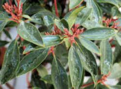 Pennsylvania State Flower - Mountain Laurel 