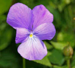 Rhode Island State Flower - Violet 
