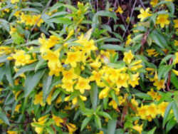 South Carolina Flower - Carolina Jessamine