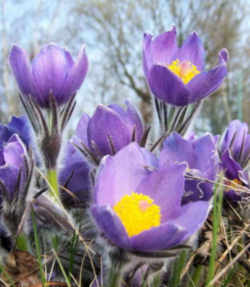 South Dakota State Flower - American Pasque Flower