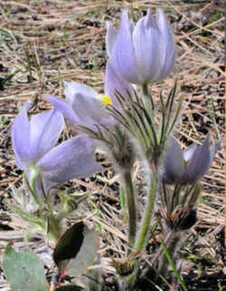 South Dakota State Flower - American Pasque Flower