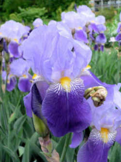 Tennessee State Flower - Cultivated Iris