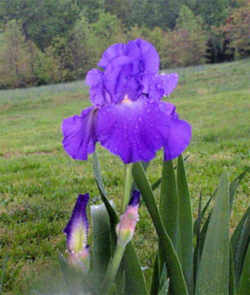 Tennessee State Flower - Cultivated Iris