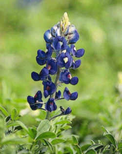 Texas State Flower - Bluebonnet