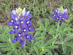 Texas State Flower - Bluebonnet