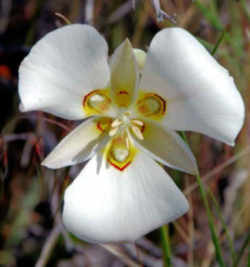 Utah State Flower - Sego Lily