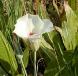 Utah State Flower - Sego Lily