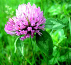 Vermont State Flower - Red Clover 