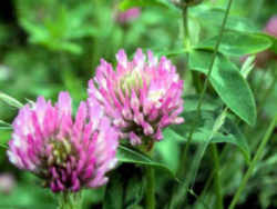 Vermont State Flower - Red Clover 