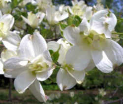 Virginia State Flower - American Dogwood