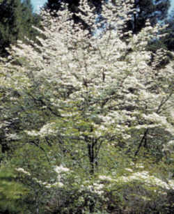 Virginia State Flower - American Dogwood