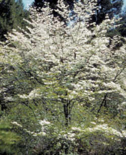 Virginia State Flower - American Dogwood