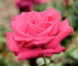 Washington, DC Flower - American Beauty Rose