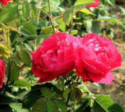 Washington, DC Flower - American Beauty Rose