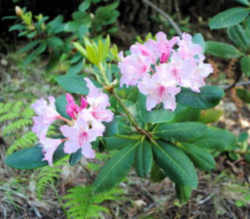 Washington State Flower - Coast Rhododendron
