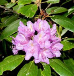 West Virginia State Flower: Rhododendron (Big Laurel)