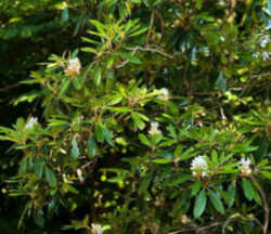 West Virginia State Flower: Rhododendron (Big Laurel)