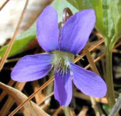 Wisconsin State Flower - Wood Violet