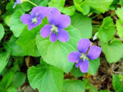 Wisconsin State Flower - Wood Violet