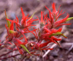 Wyoming State Flower - Indian Paintbrush