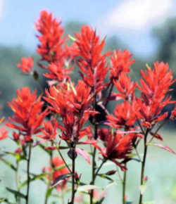 Wyoming State Flower - Indian Paintbrush