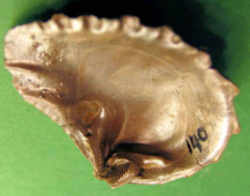 Tennessee State Fossil - Bivalve Mollusc