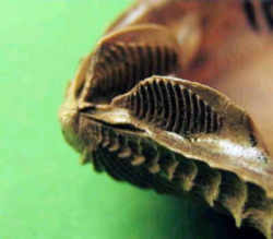 Tennessee State Fossil - Bivalve Mollusc