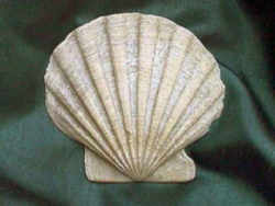 Virginia Fossil - Bivalve Scallop