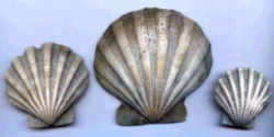 Virginia Fossil - Bivalve Scallop