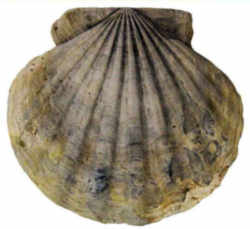 Virginia Fossil - Bivalve Scallop