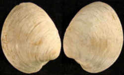 Kentucky Fossil: Brachiopod 