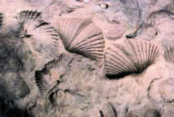 Kentucky Fossil: Brachiopod 