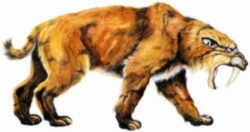 California State Fossil: Sabre-Toothed Cat