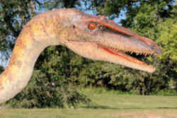 New Mexico State Fossil - Coelophysis Dinosaur