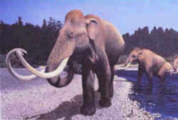 Washington Fossil - Columbian Mammoth