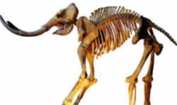Washington Fossil - Columbian Mammoth