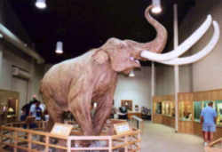 Washington Fossil - Columbian Mammoth