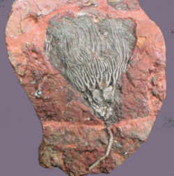 Missouri State Fossil - Crinoid