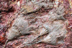 Missouri State Fossil - Crinoid