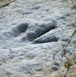 Massachusetts State Fossil -  Dinosaur Tracks