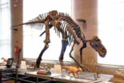 Montana State Fossil - Duck-billed Dinosaur