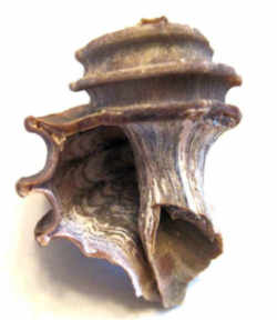 Maryland State Fossil Shell - Extinct Snail
