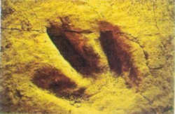 Connecticut State Fossil - Dinosaur Tracks 