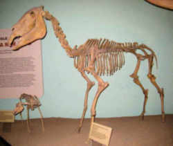 Idaho Fossil  - Hagerman Horse State Fossil