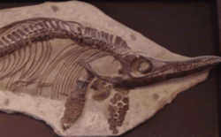 Nevada State Fossil - Ichthyosaur 