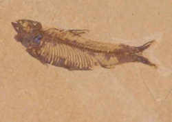 Wyoming State Fossil - Fish