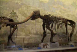 Nebraska State Fossil - Mammoth