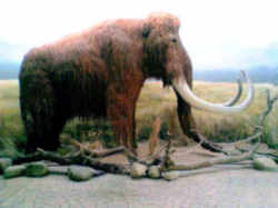 Nebraska State Fossil: Mammoth (Elephas primigenius)