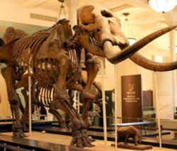Michigan State Fossil - Mastodon