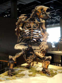 West Virginia State Fossil - Giant Ground Sloths